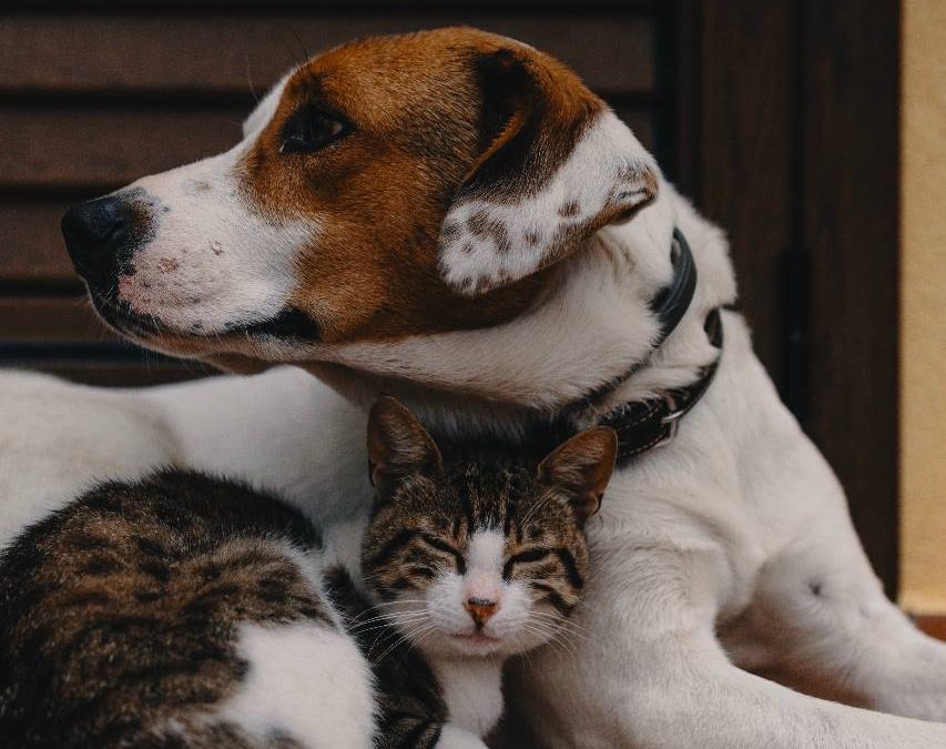 Charity collection for animals in Eximius Park.