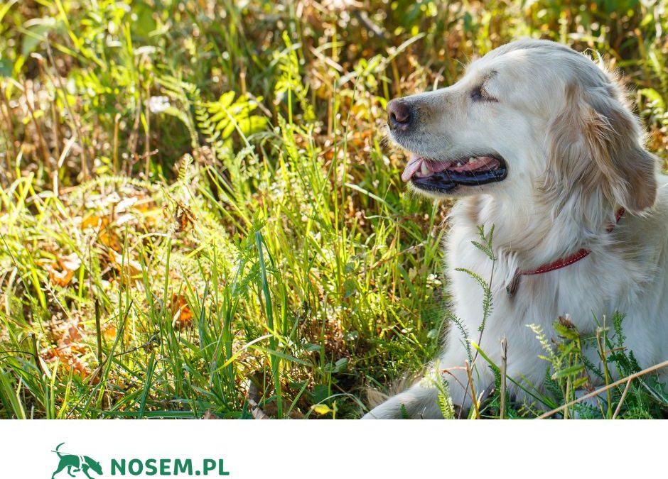 Nosem.pl – nowy najemca w&nbsp;budynku 200